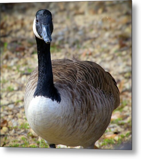 Lake Rim Goose - Metal Print