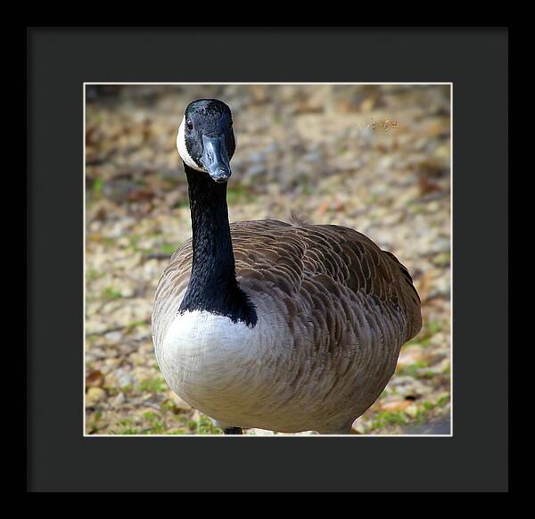 Lake Rim Goose - Framed Print