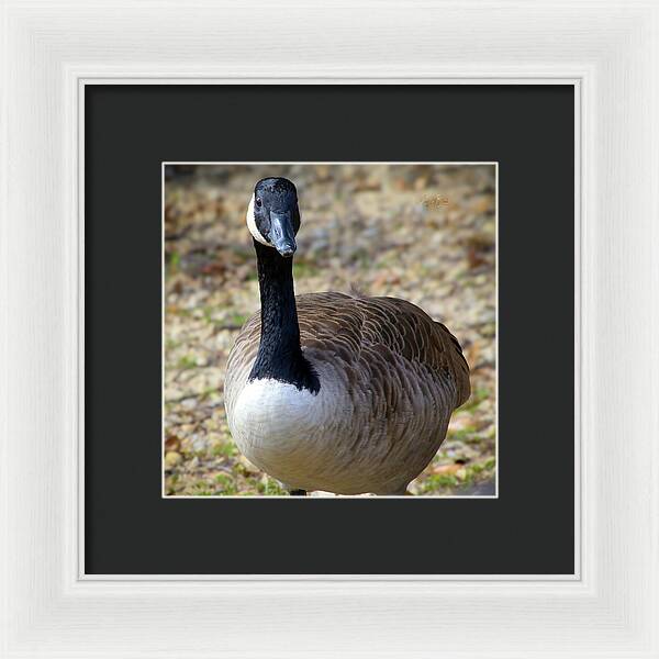 Lake Rim Goose - Framed Print