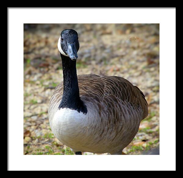 Lake Rim Goose - Framed Print
