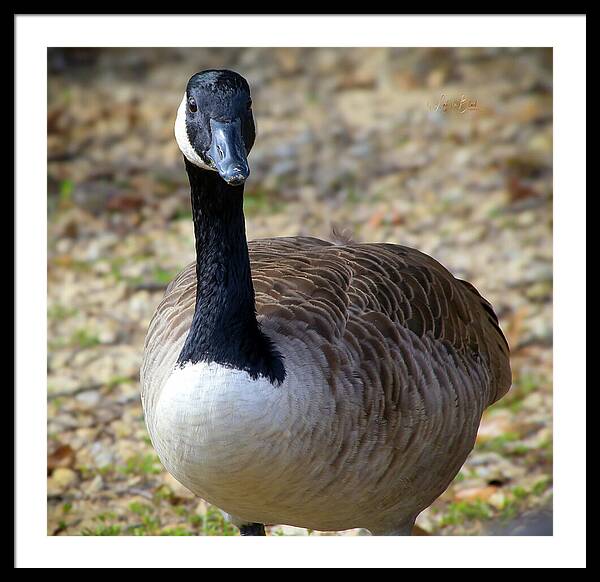 Lake Rim Goose - Framed Print