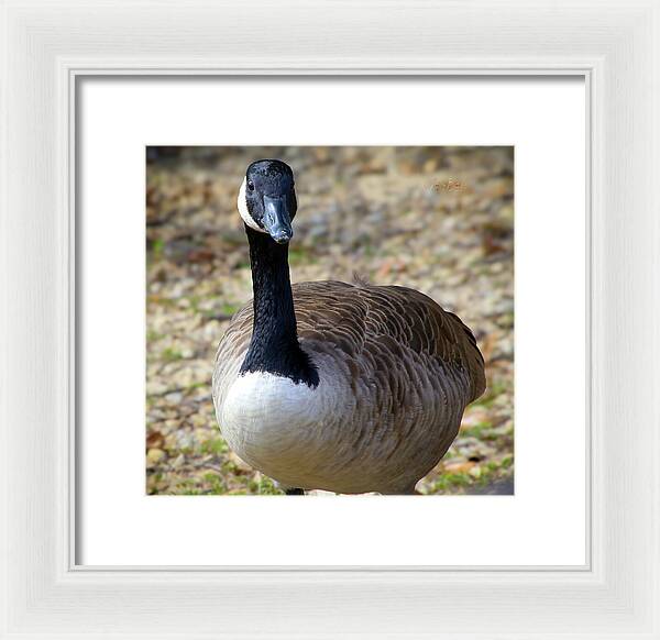 Lake Rim Goose - Framed Print