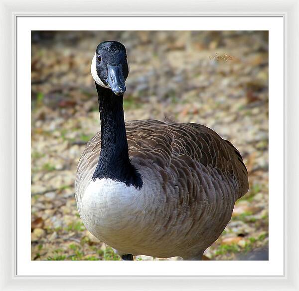 Lake Rim Goose - Framed Print