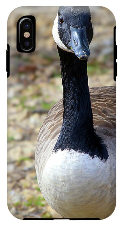 Lake Rim Goose - Phone Case