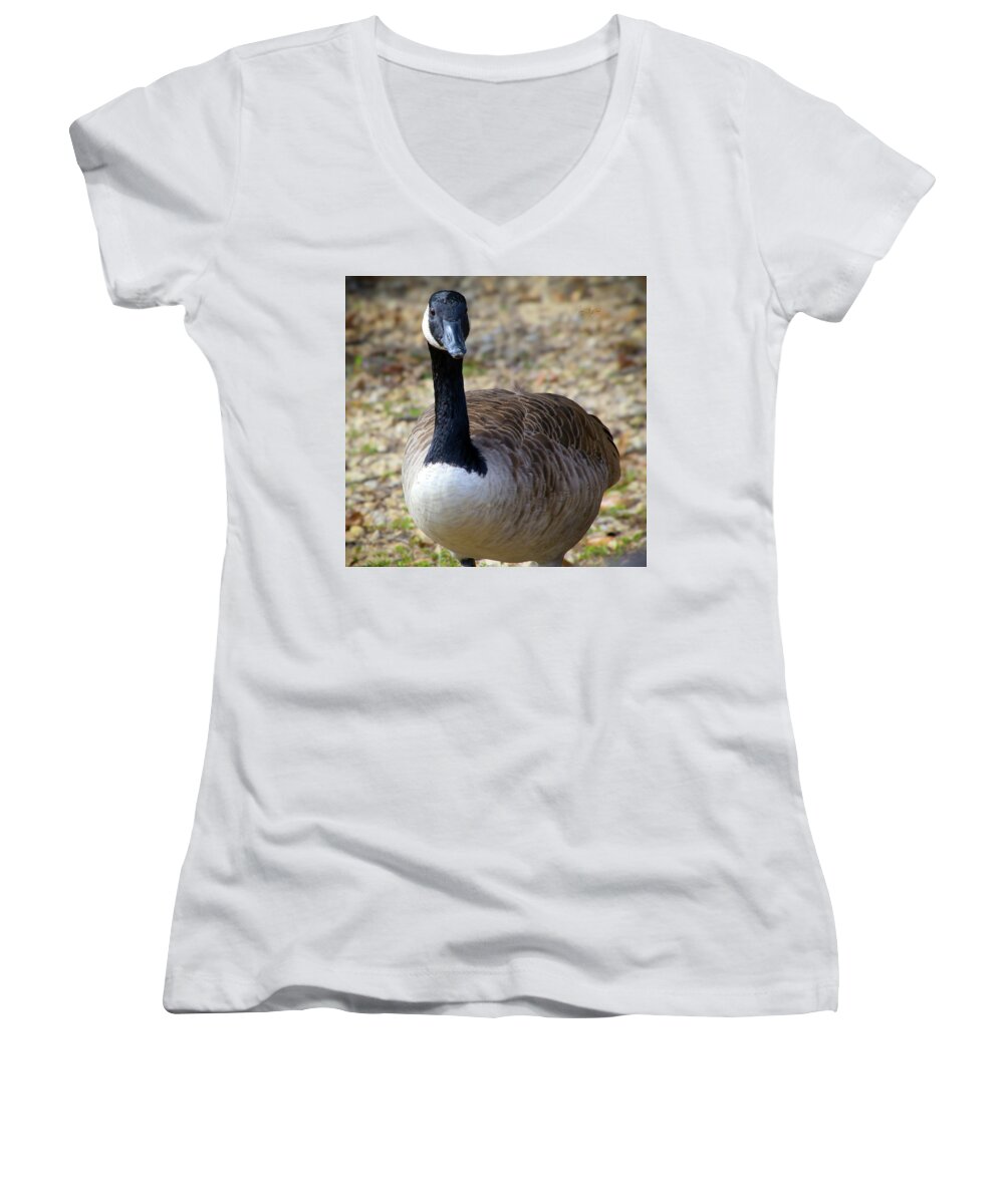 Lake Rim Goose - Women's V-Neck