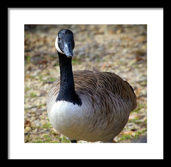 Lake Rim Goose - Framed Print