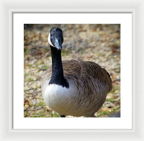 Lake Rim Goose - Framed Print