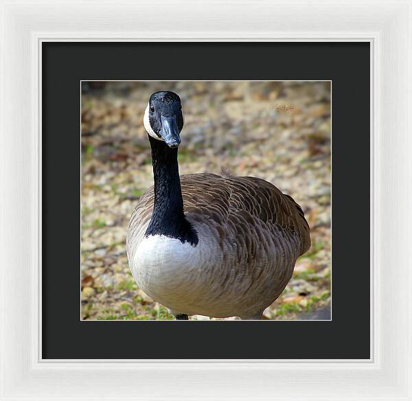 Lake Rim Goose - Framed Print