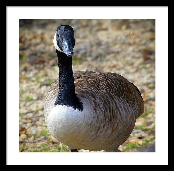 Lake Rim Goose - Framed Print