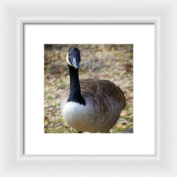 Lake Rim Goose - Framed Print