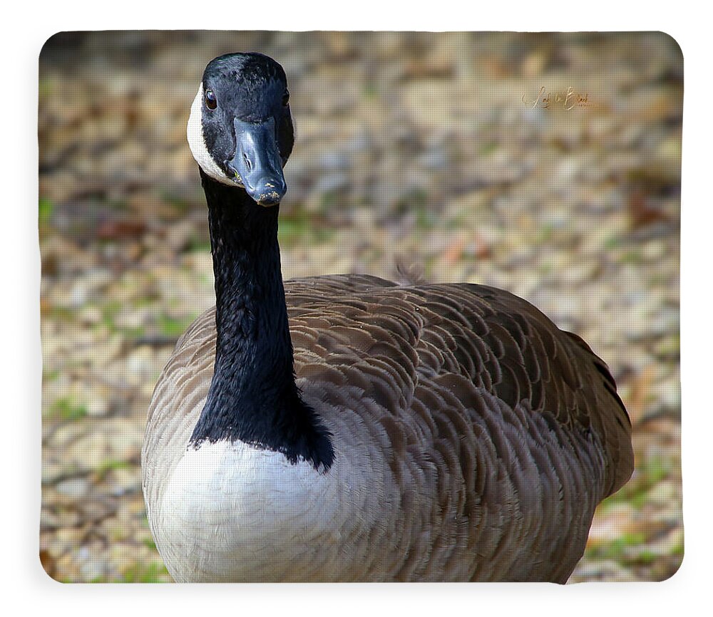 Lake Rim Goose - Blanket