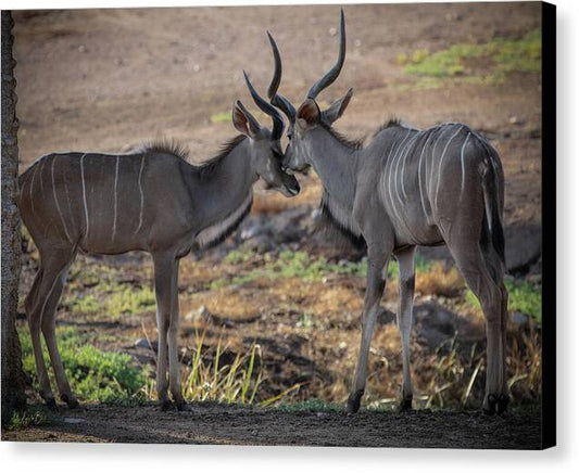 Love You, Too - Canvas Print