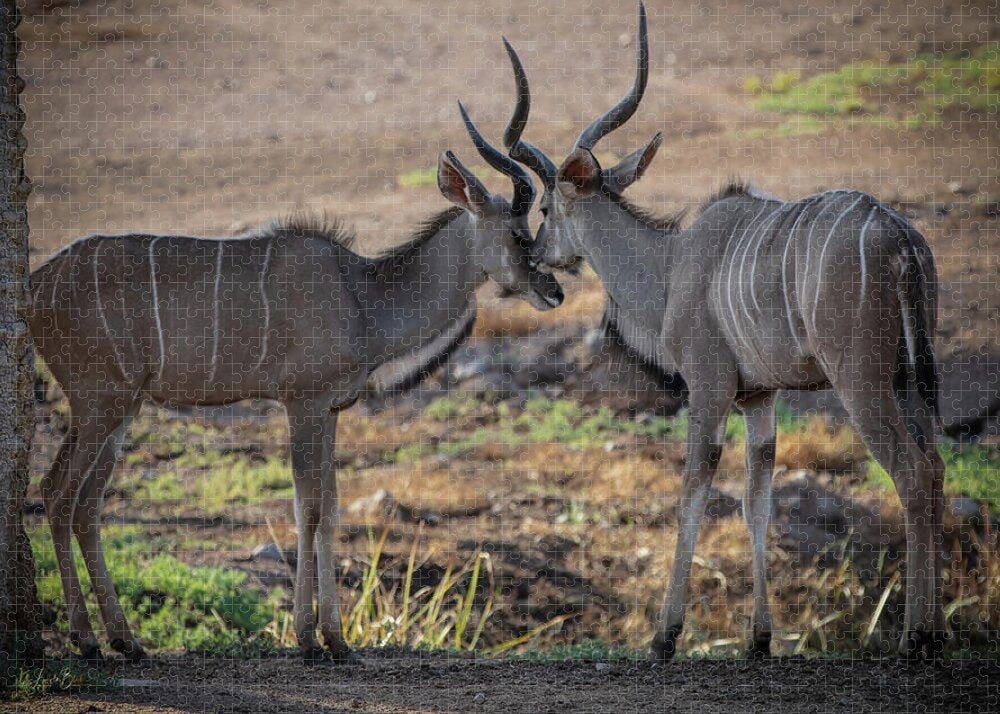 Love You, Too - Puzzle