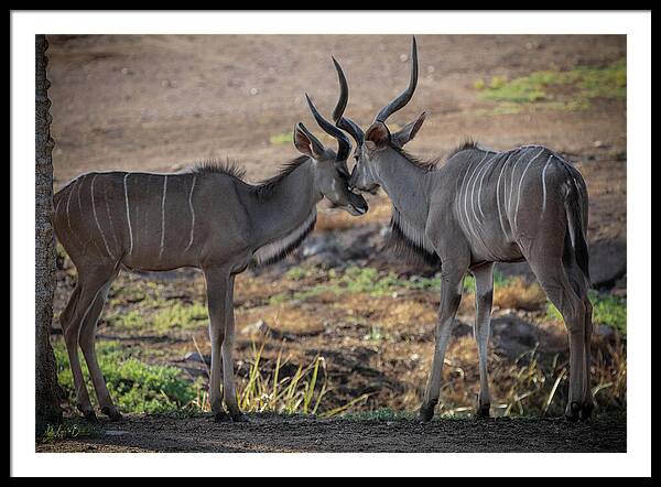 Love You, Too - Framed Print
