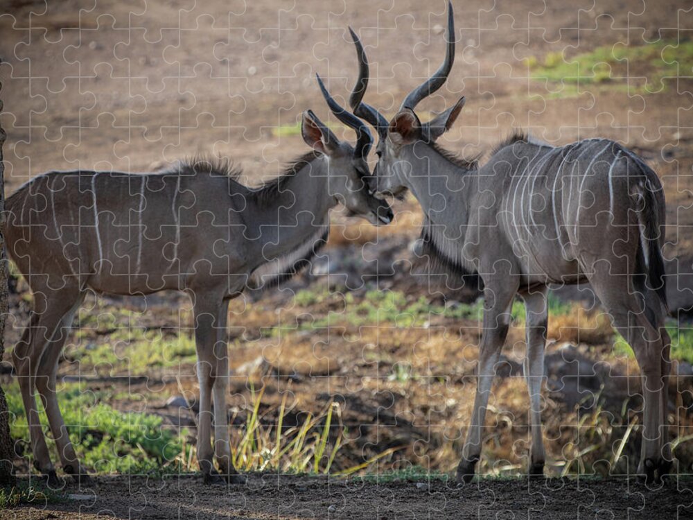 Love You, Too - Puzzle