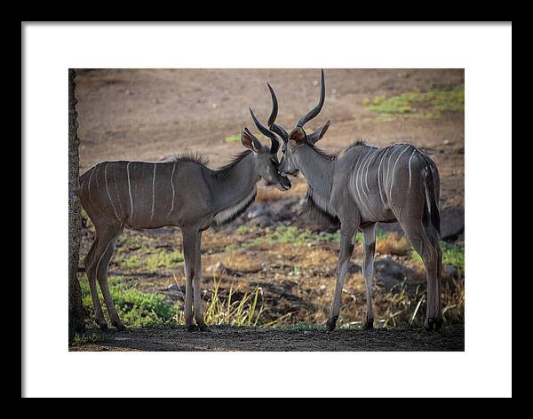 Love You, Too - Framed Print