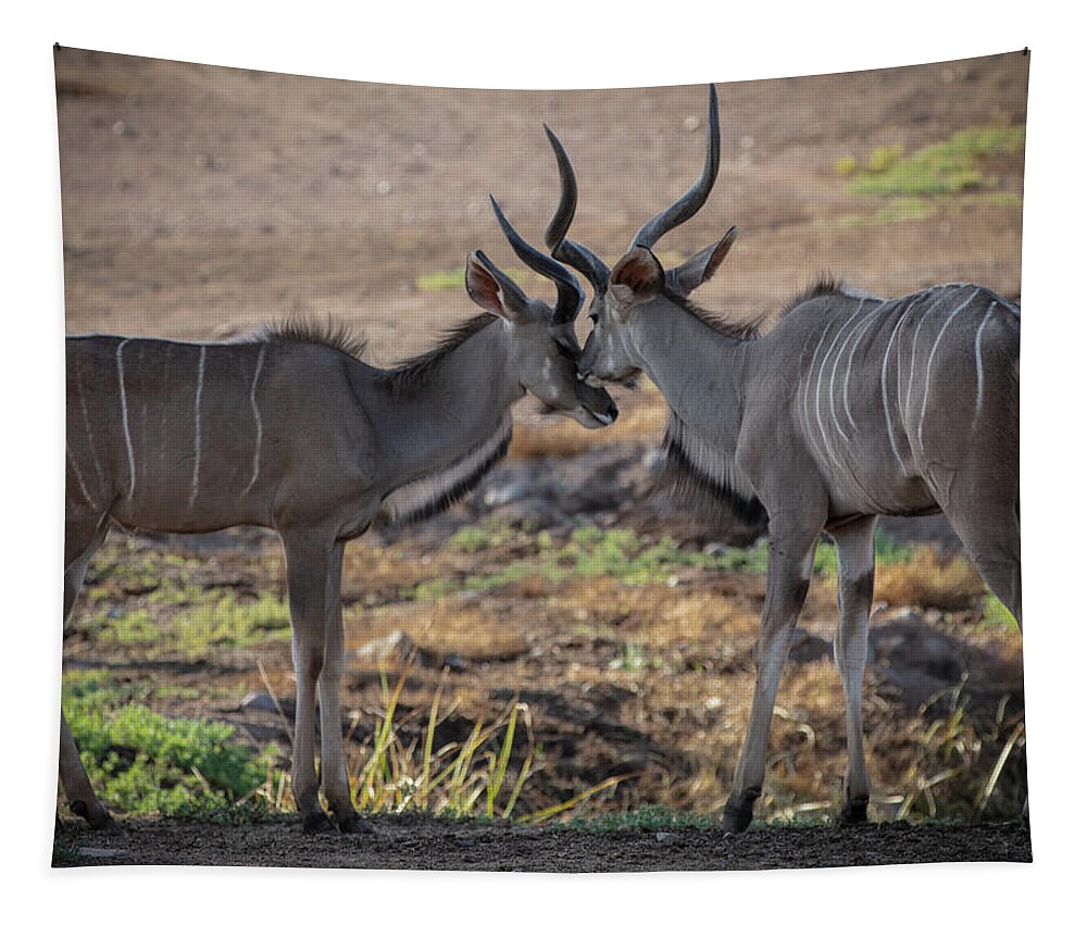 Love You, Too - Tapestry