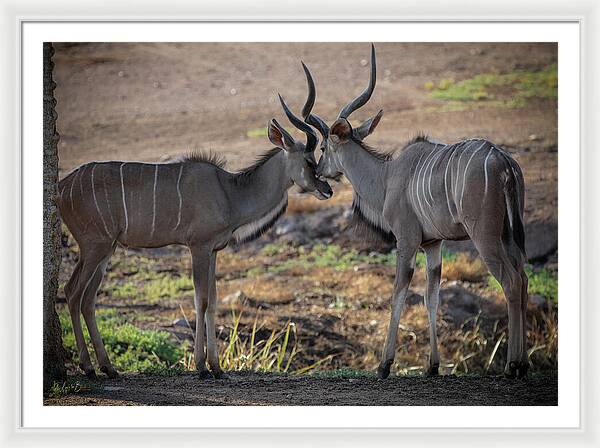 Love You, Too - Framed Print