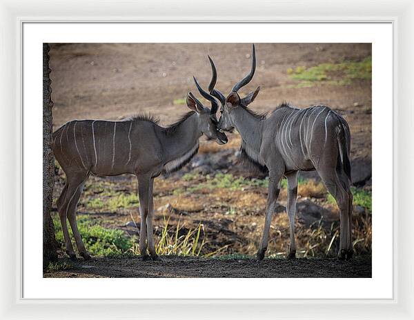 Love You, Too - Framed Print