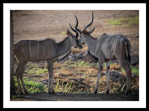 Love You, Too - Framed Print