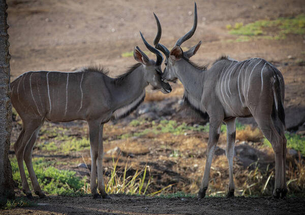 Love You, Too - Art Print