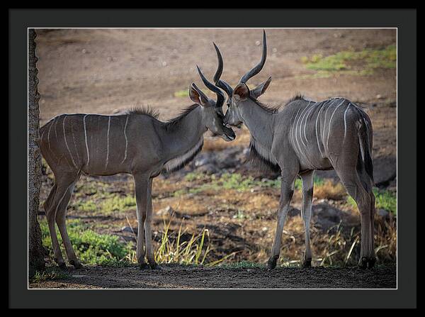 Love You, Too - Framed Print