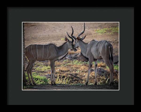 Love You, Too - Framed Print