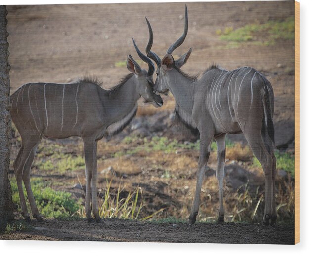 Love You, Too - Wood Print