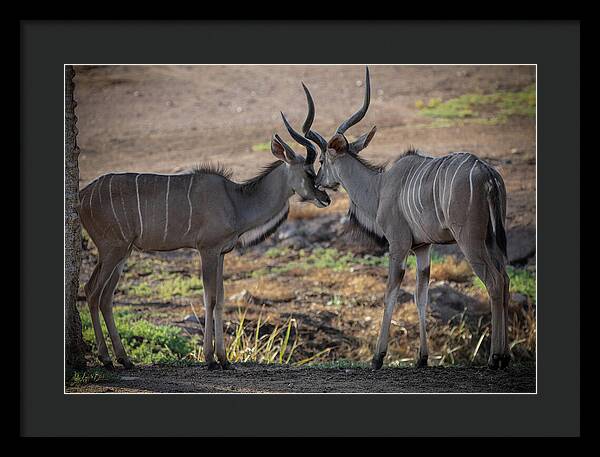Love You, Too - Framed Print