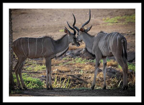 Love You, Too - Framed Print