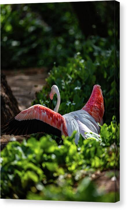 Reverse Fly Flamingo - Canvas Print