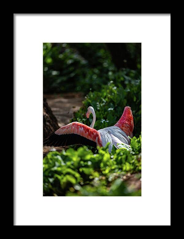 Reverse Fly Flamingo - Framed Print