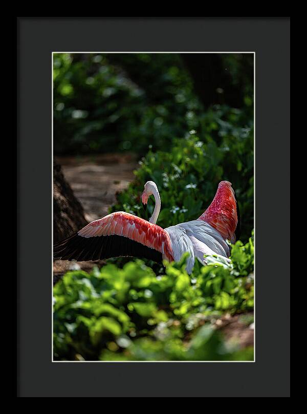 Reverse Fly Flamingo - Framed Print