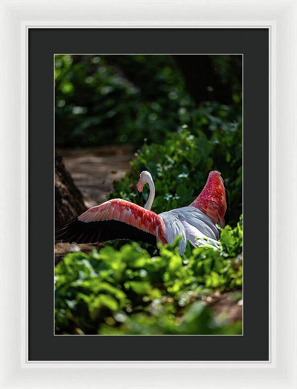 Reverse Fly Flamingo - Framed Print
