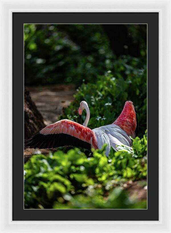 Reverse Fly Flamingo - Framed Print