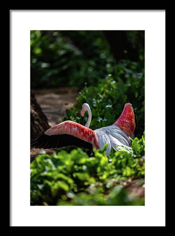 Reverse Fly Flamingo - Framed Print