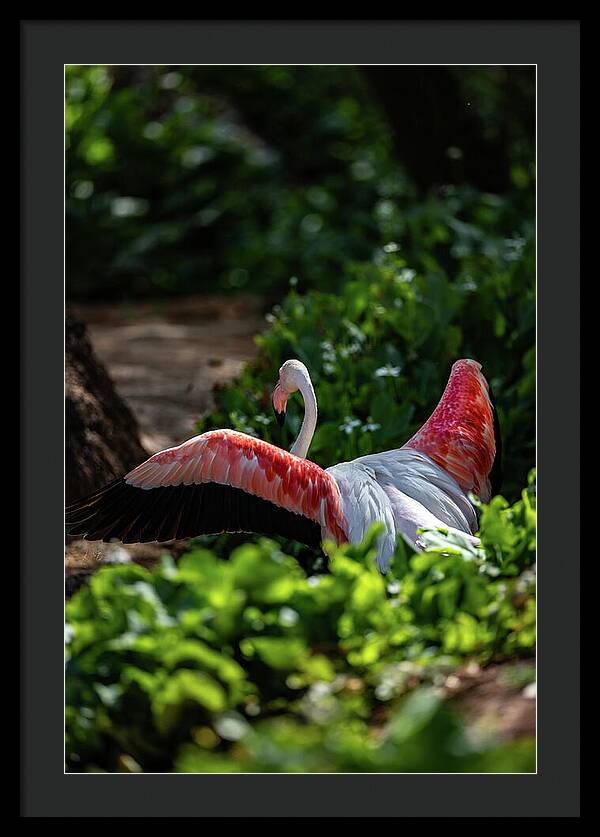 Reverse Fly Flamingo - Framed Print