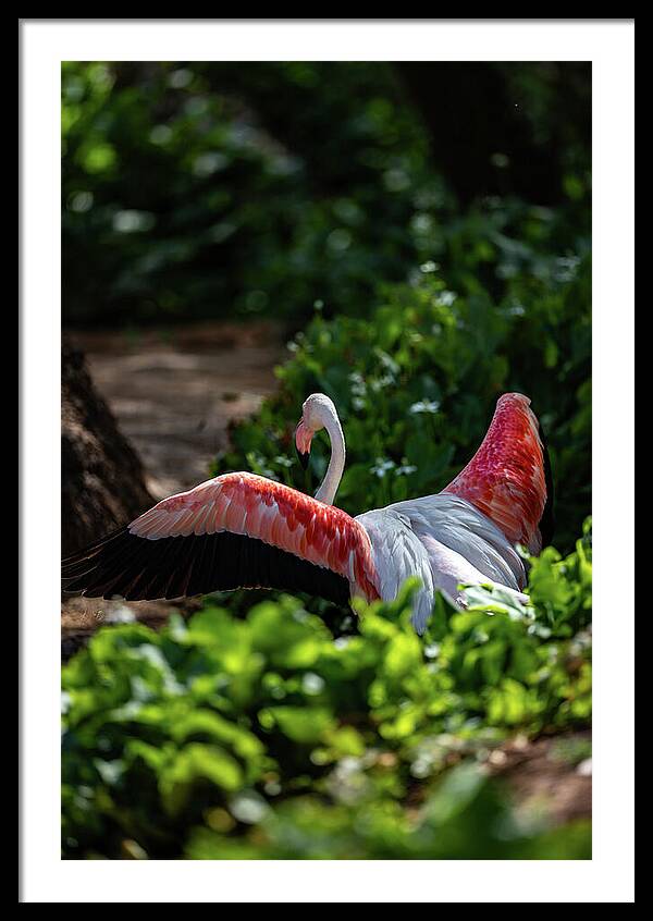 Reverse Fly Flamingo - Framed Print