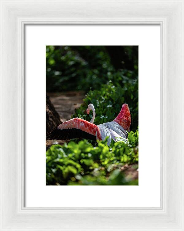Reverse Fly Flamingo - Framed Print