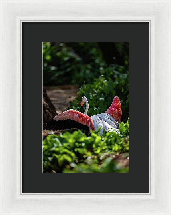 Reverse Fly Flamingo - Framed Print