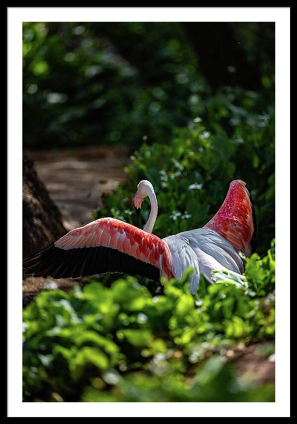 Reverse Fly Flamingo - Framed Print