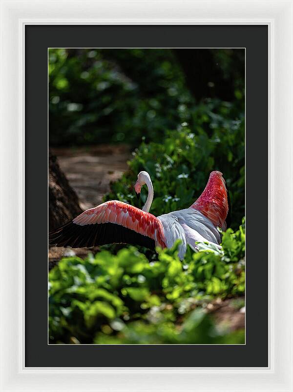 Reverse Fly Flamingo - Framed Print