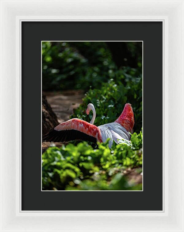 Reverse Fly Flamingo - Framed Print
