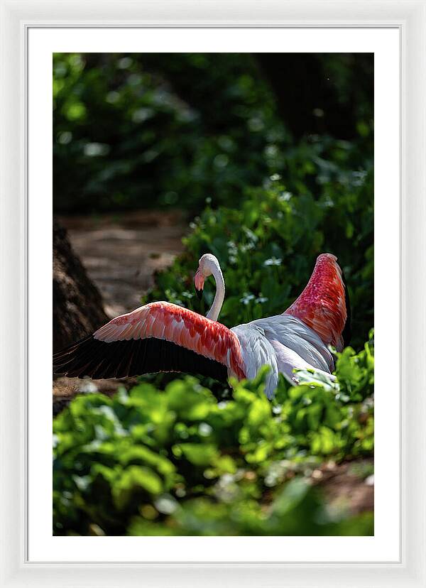 Reverse Fly Flamingo - Framed Print
