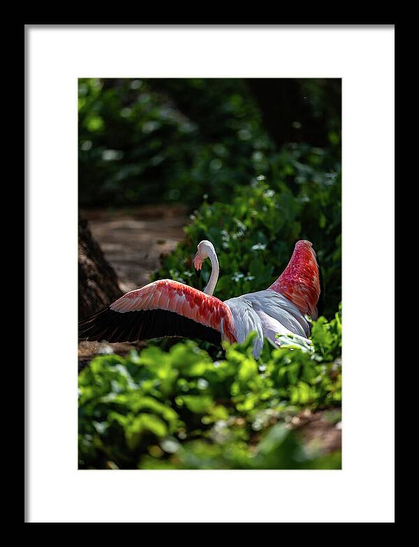 Reverse Fly Flamingo - Framed Print