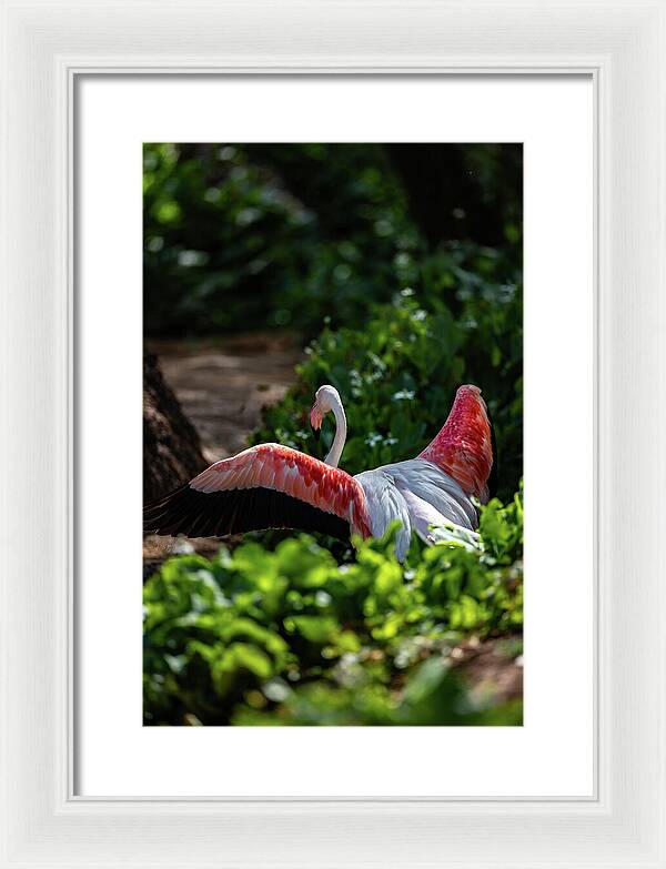 Reverse Fly Flamingo - Framed Print