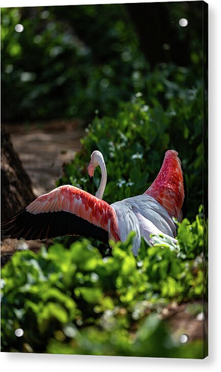 Reverse Fly Flamingo - Acrylic Print