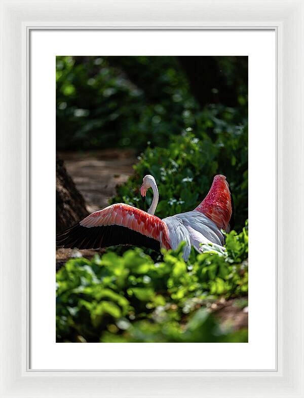 Reverse Fly Flamingo - Framed Print