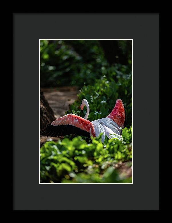 Reverse Fly Flamingo - Framed Print