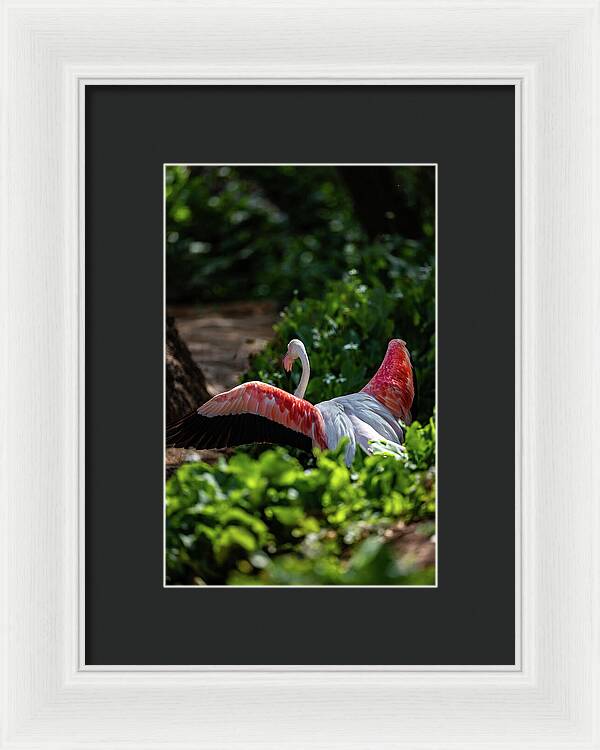 Reverse Fly Flamingo - Framed Print